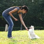 Can You Train a Dog at Any Age Training dogs is possible regardless of age. Yes, you can train a dog at any age