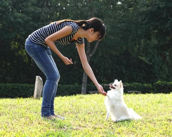 Can You Train a Dog at Any Age 1 Training dogs is possible regardless of age. Yes, you can train a dog at any age