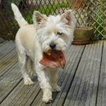 What Is an About Turn in Dog Training Define what an about turn in dog training is for beginners