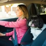 How to train your dog to play fetch like a pro