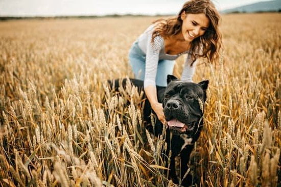 How to Train Dog Not to Be Fearful 1 Techniques on how to train dog to overcome fearfulness and build confidence