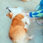 How to Train Small Dog to Point Step-by-step guide on how to train small dog to point effectively