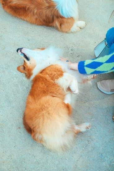 Step-by-step guide on how to train small dog to point effectively