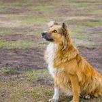 strategy, commands, and discipline for safety and security