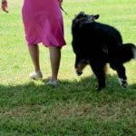 How to Train a Dog to Use the Potty Pad Step-by-step guide for successful training