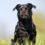 How Old to Teach Dog Agility Training How old to teach dog agility - safety first