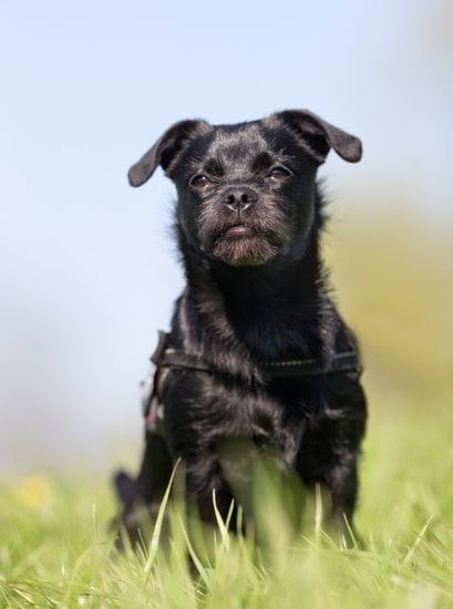 How old to teach dog agility - safety first
