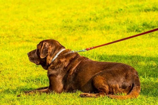 How to Use a Clicker in Dog Training 1 Learn how to use a clicker in dog training effectively with these simple steps