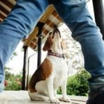 Learn how to train 2 dogs not to fight using positive reinforcement techniques