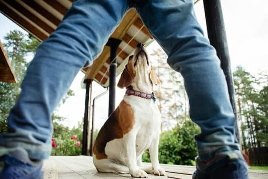 How to Train 2 Dogs Not to Fight 9 Learn how to train 2 dogs not to fight using positive reinforcement techniques