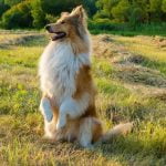 How to Train a Dog to Eat His Food Establish feeding routine with positive reinforcement