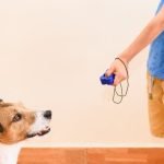 Expert guide on how to train a dog for deer hunting successfully