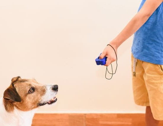 How to Train a Dog for Deer Hunting 1 Expert guide on how to train a dog for deer hunting successfully