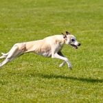 Where Can I Send My Puppy for Therapy Dog Training Train your puppy to become a therapy dog at reputable facilities near you