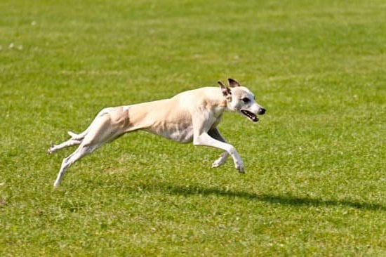 Train your puppy to become a therapy dog at reputable facilities near you