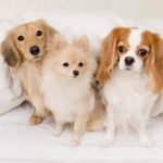 How to Potty Train Your Dog Fast