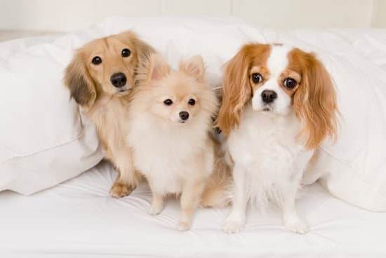 How to Potty Train Your Dog Fast