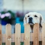 Does a Dog Training Collar Work Without the Antenna Attached Effective dog training collar operation dependent on antenna attachment for optimal performance