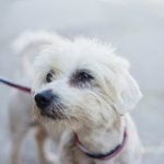 How to Puppy Traina Dog expert tips and techniques for success