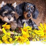 Can You Train Your Dog to Be a Guard Dog Transform your dog into a reliable guard with proper training techniques