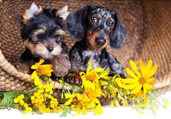 Transform your dog into a reliable guard with proper training techniques