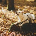 How to Leash Train a Dog Who Pulls Expert tips for how to leash train a dog who pulls - guidance for successful training sessions