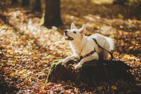 How to Leash Train a Dog Who Pulls 1 Expert tips for how to leash train a dog who pulls - guidance for successful training sessions