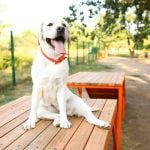 How to Train a Labradoodle to be a Service Dog