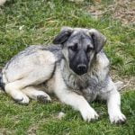 How to Train a Dog to Point Quail Step-by-step guide on how to train a dog to point quail effectively