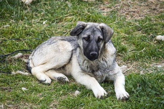 How to Train a Dog to Point Quail 1 Step-by-step guide on how to train a dog to point quail effectively
