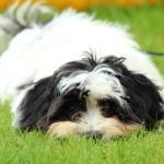 Train your dog to stop running off by reinforcing recall commands with consistent practice and positive reinforcement