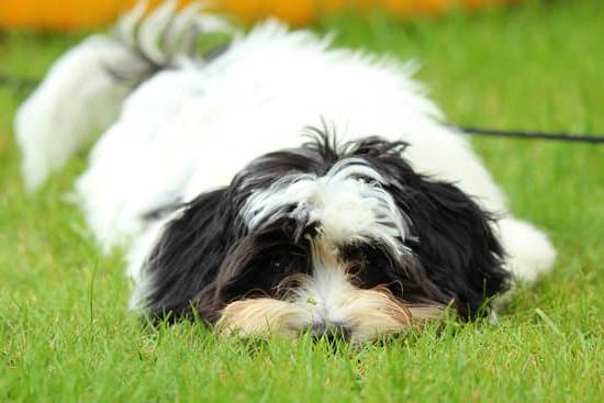 Train your dog to stop running off by reinforcing recall commands with consistent practice and positive reinforcement