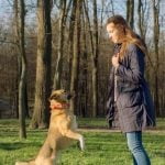How to Leash Train a Reactive Dog step-by-step guide for positive reinforcement training methods