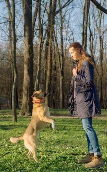 How to Leash Train a Reactive Dog 1 step-by-step guide for positive reinforcement training methods