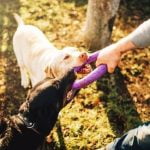 Step-by-step guide for becoming a qualified K9 dog trainer - How to become a qualified K9 dog trainer