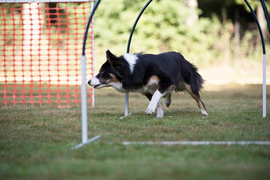 How to Train My Dog To 1 How to train my dog to sit and stay on command