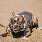 How to Train Old Dogs to Stay Off Couch How to Train Old Dogs to Stay Off Couch