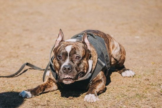 How to Train Old Dogs to Stay Off Couch 1 How to Train Old Dogs to Stay Off Couch