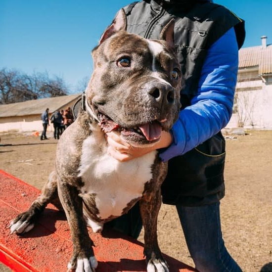 How to Food Train Dogs 7 step-by-step guide for successful training sessions with treats