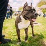 Positive reinforcement with treats & take it slow.