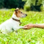 Find out the price for a dog training session. HOW MUCH DOES A DOG TRAINING SESSION COST Visit our website