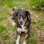 How to Train a Dog to Look for Sheds Train dogs to search for sheds using positive reinforcement techniques. Start slow, then increase difficulty gradually