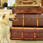 How to Get a Dog Training Certification Best practices for obtaining a dog training certification - HOW TO GET A DOG TRAINING CERTIFICATION