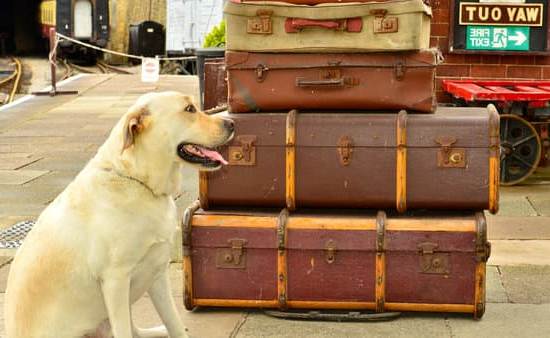 Best practices for obtaining a dog training certification - HOW TO GET A DOG TRAINING CERTIFICATION