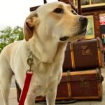 Training dog without food motivation techniques