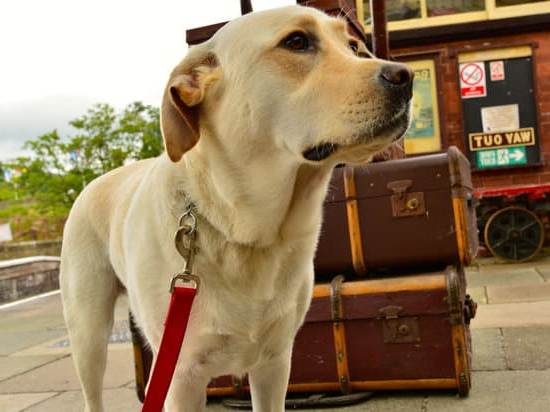 How to Train Dog Not Motivated by Food 1 Training dog without food motivation techniques