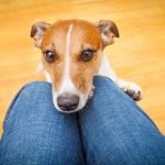 How to Train Your Dog to Hunt Grouse Effective methods on how to train your dog to hunt grouse successfully