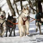 How to Train Your Dog to Do What You Want Teach Commands