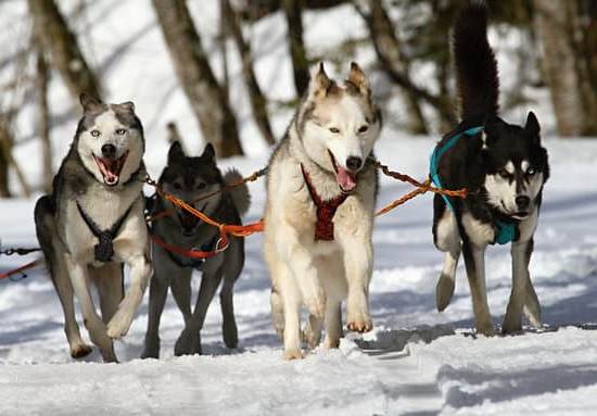 How to Train Your Dog to Do What You Want 1 Teach Commands
