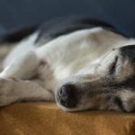 Step-by-step guide on How to Train Your Dog to Find Moles effectively in your yard